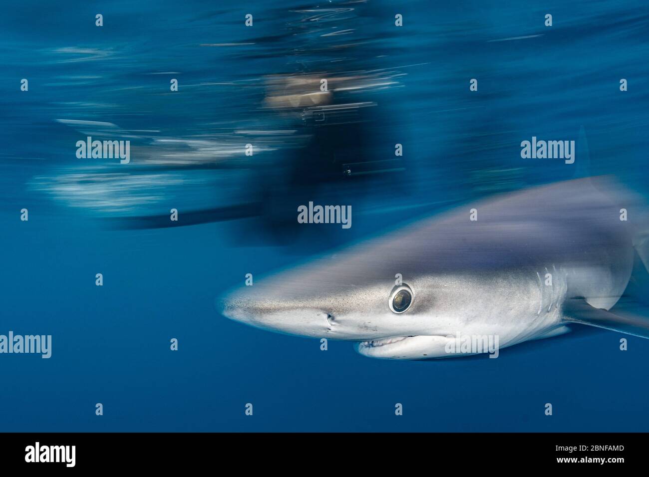 A blue shark and a snorkeler Stock Photo