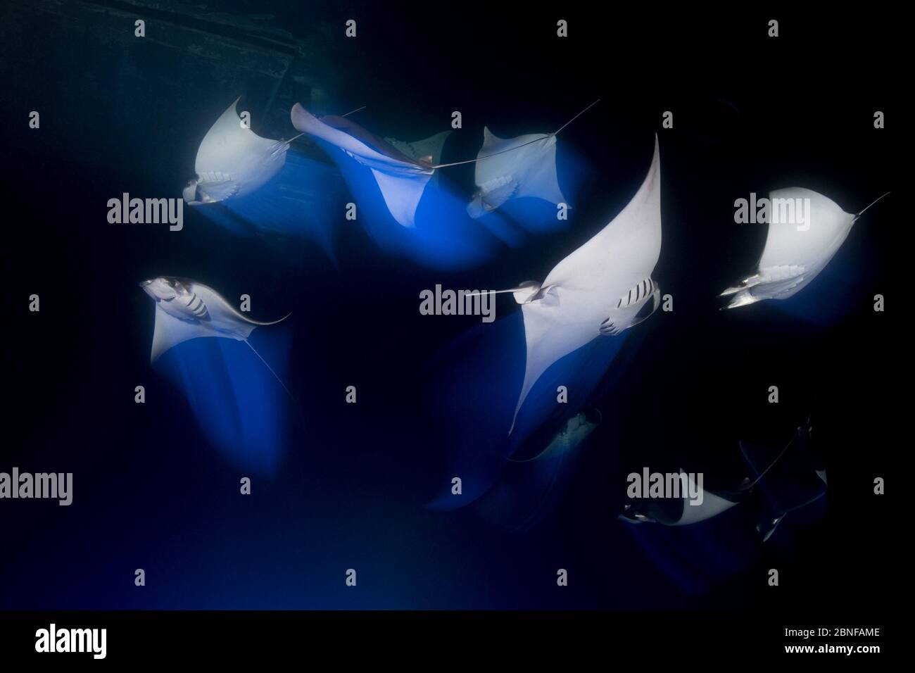 Mobula ray night dive Stock Photo