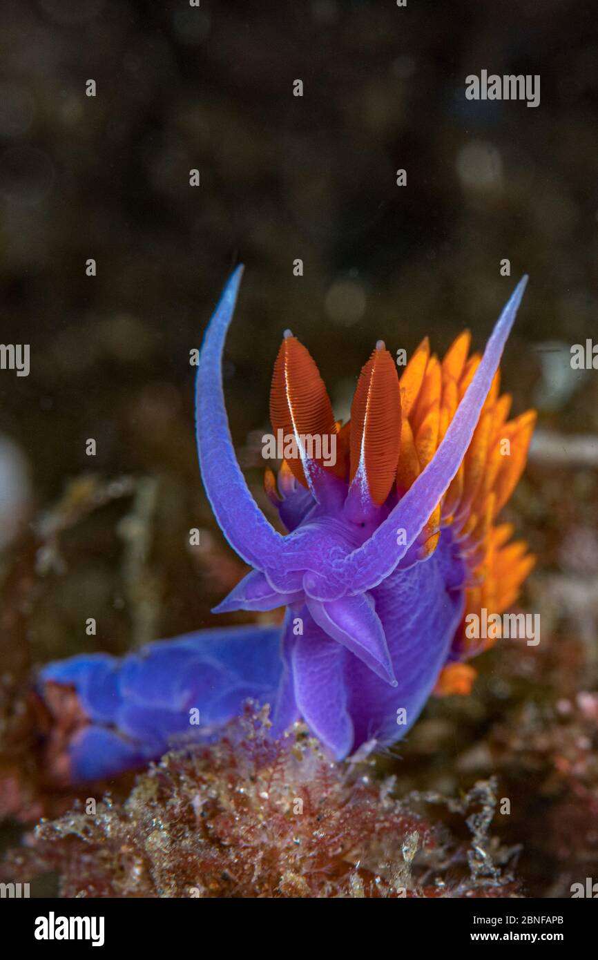 A spanish shawl nudibranch Stock Photo