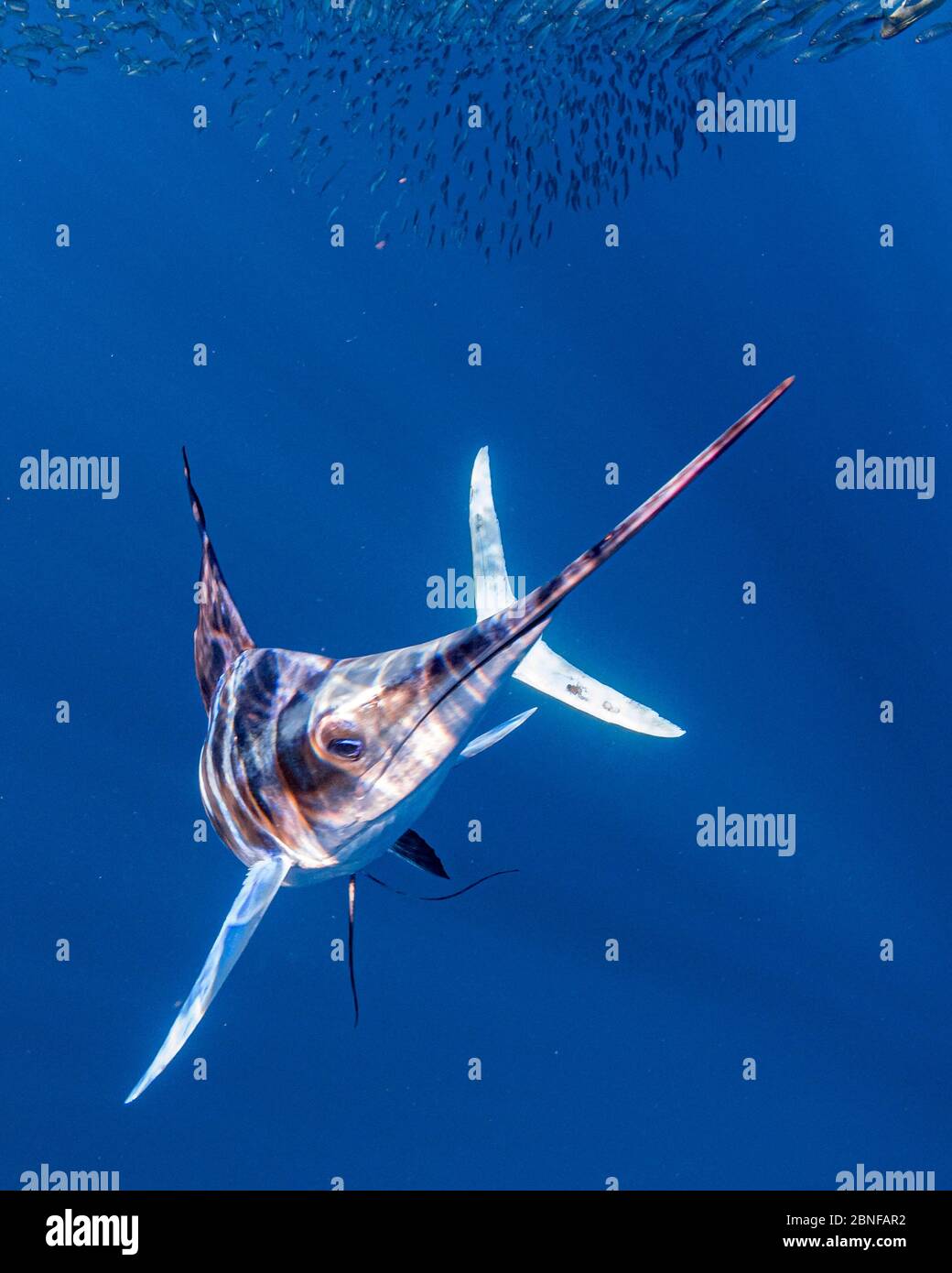 Striped marlin hunting mackerel Stock Photo