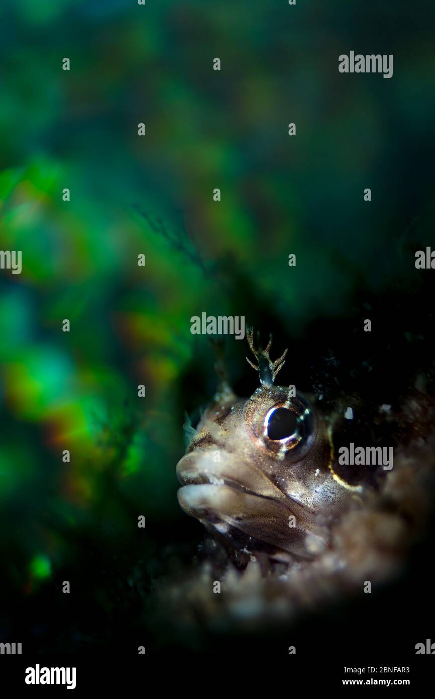 A small blenny in peaking out of its home Stock Photo