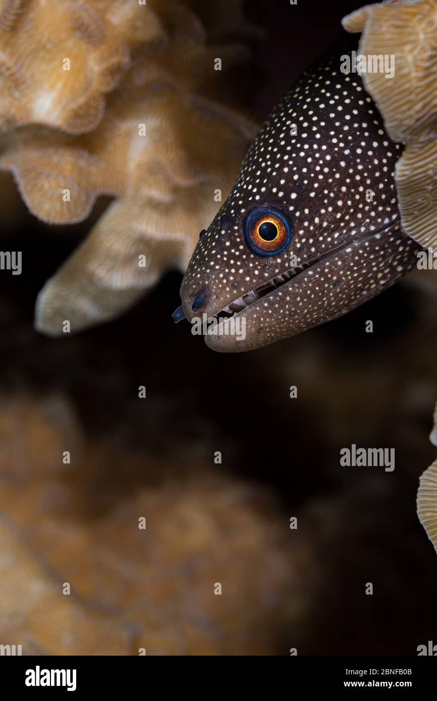 A moray eel between coral Stock Photo Alamy
