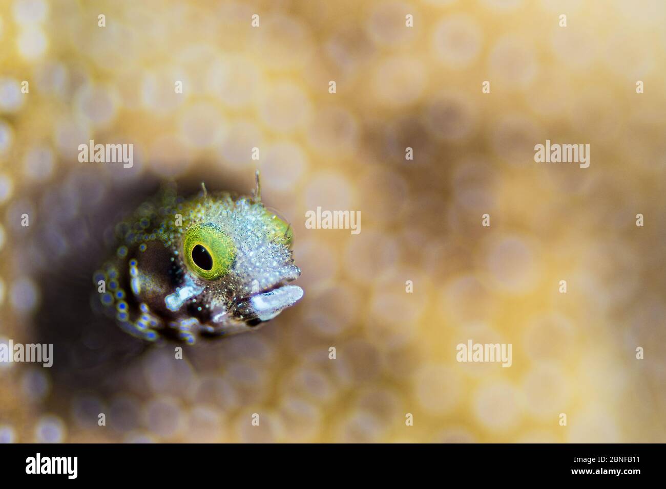 A blenny hiding in its home Stock Photo