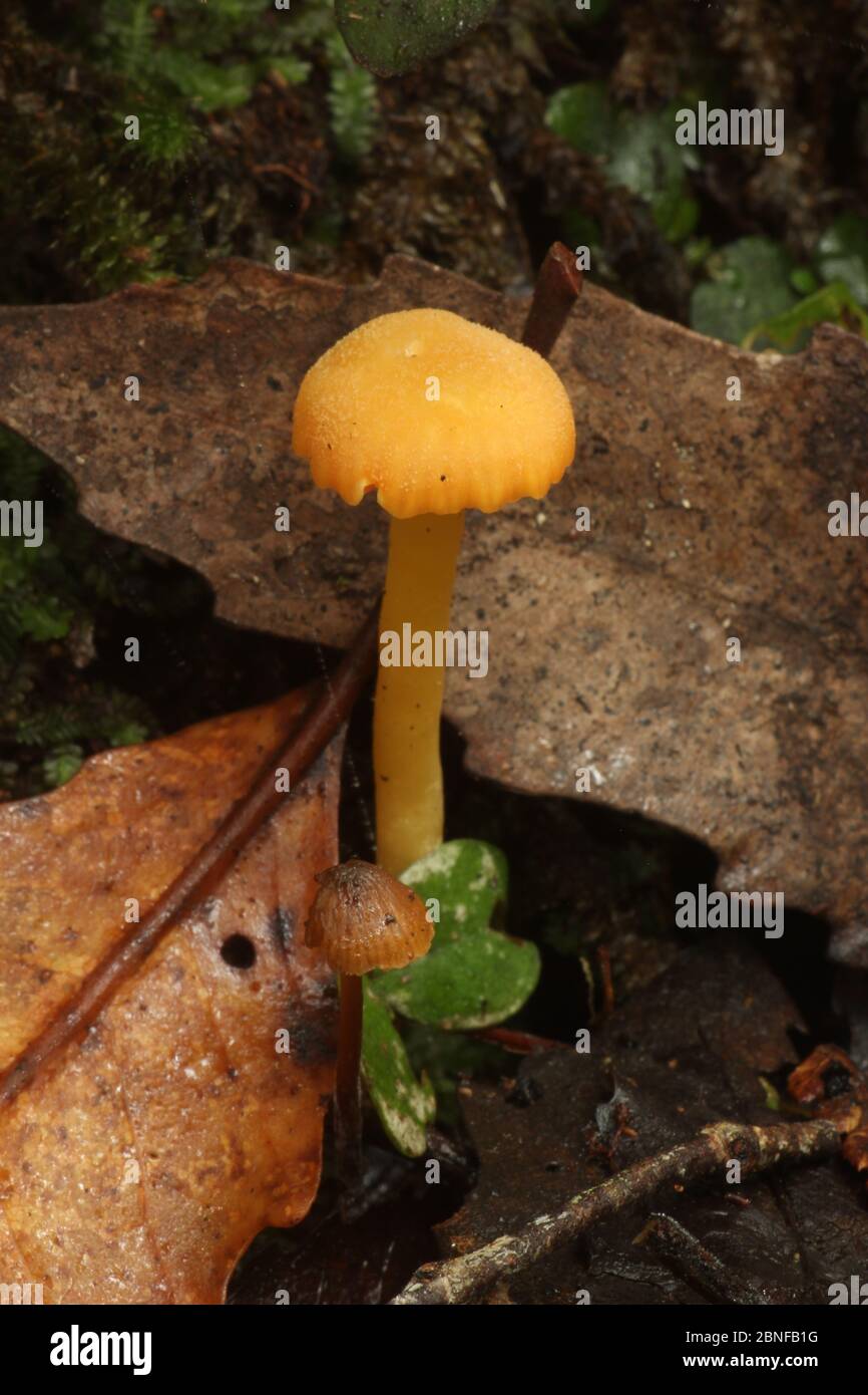Waxgill fungi Agaricales species Stock Photo