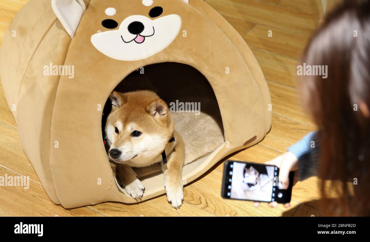 Customers enjoy coffee and cute Shiba Inu at a pet caf¨¦, Shenyang city,  east China's Liaoning province, 12 April 2020. *** Local Caption ***  fachaosh Stock Photo - Alamy