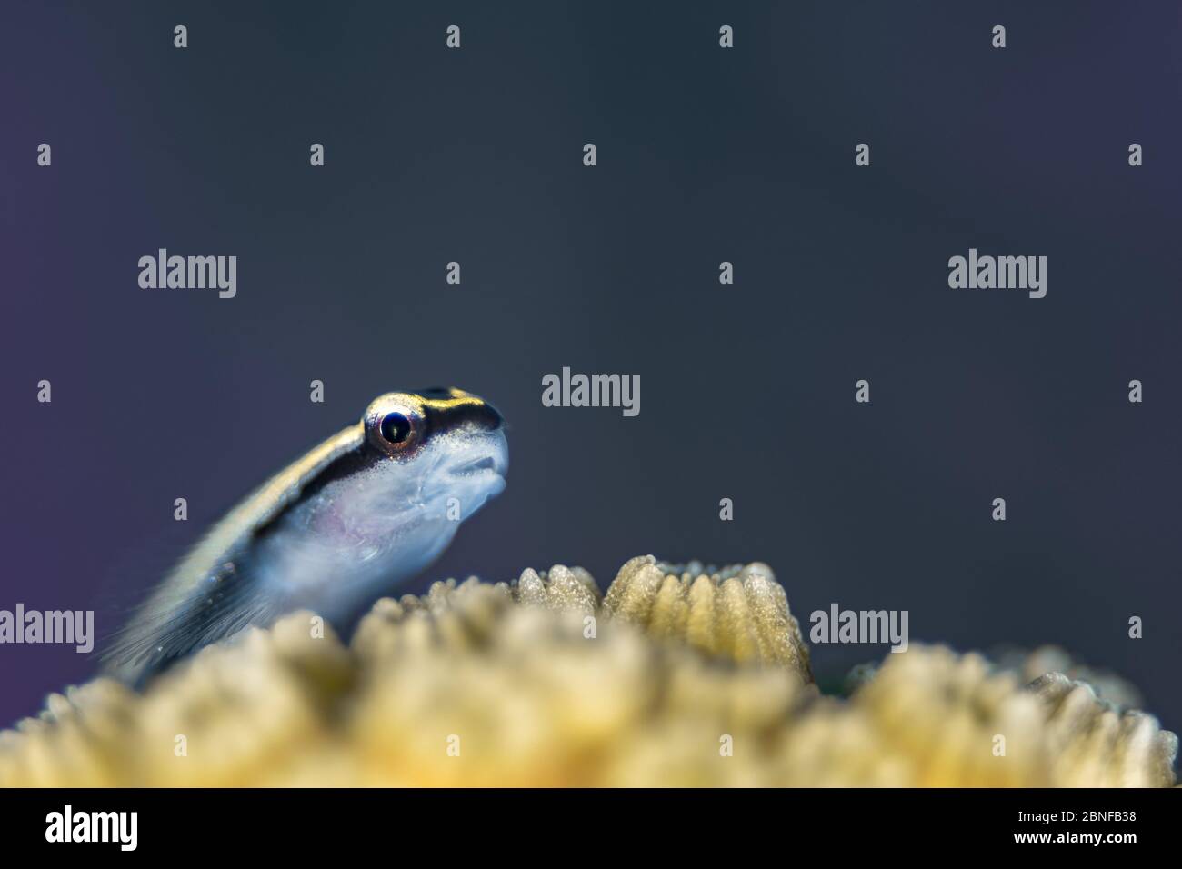 A cayman cleaner goby resting on a coral head Stock Photo