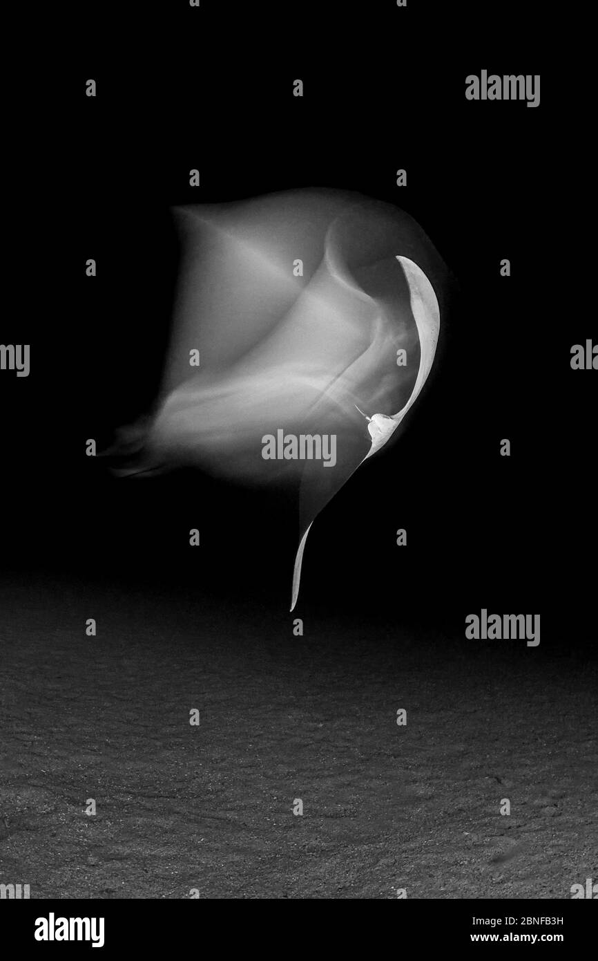 Mobula ray night dive Stock Photo