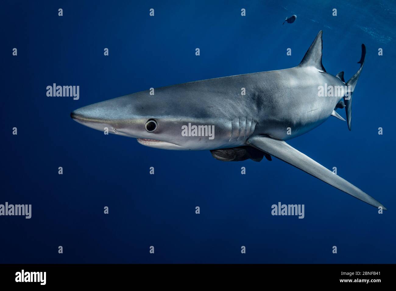 Blue shark in Cabo San Lucas Stock Photo