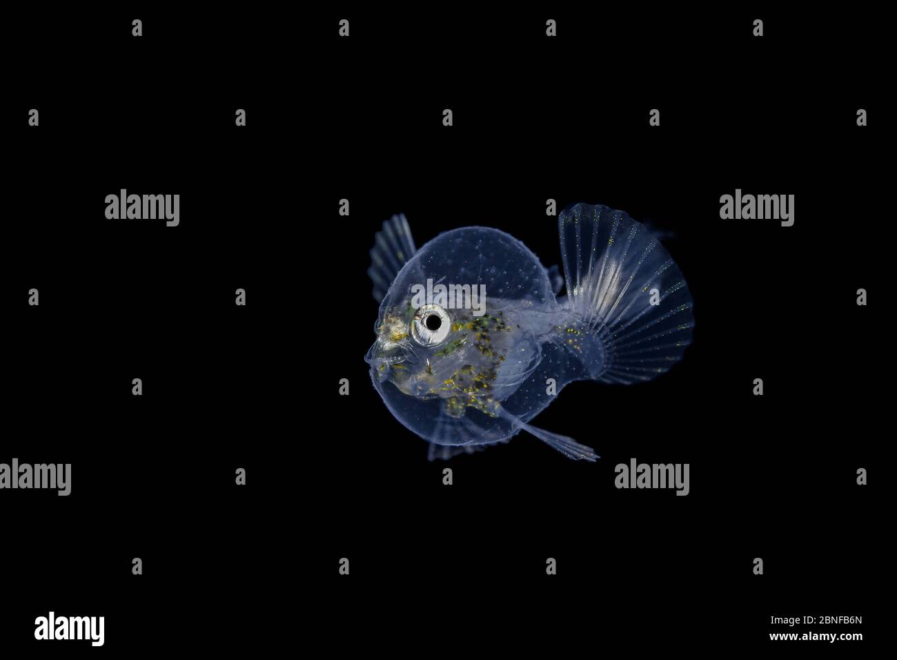 A pancake batfish larva on a blackwater dive in Florida Stock Photo Alamy