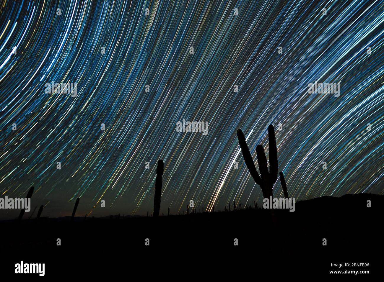 Cactus and star trails Stock Photo