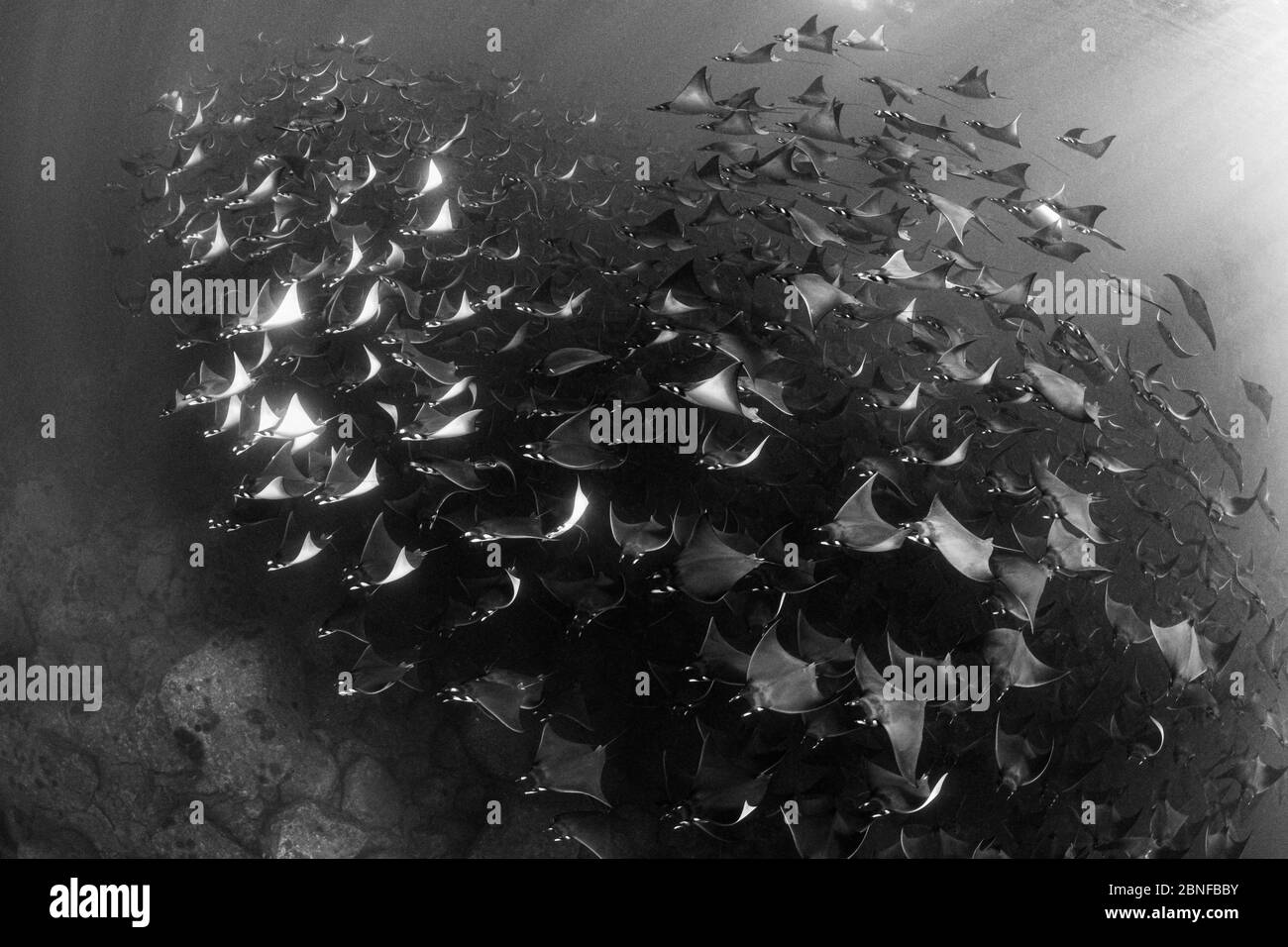 The annual mobula ray migration Stock Photo