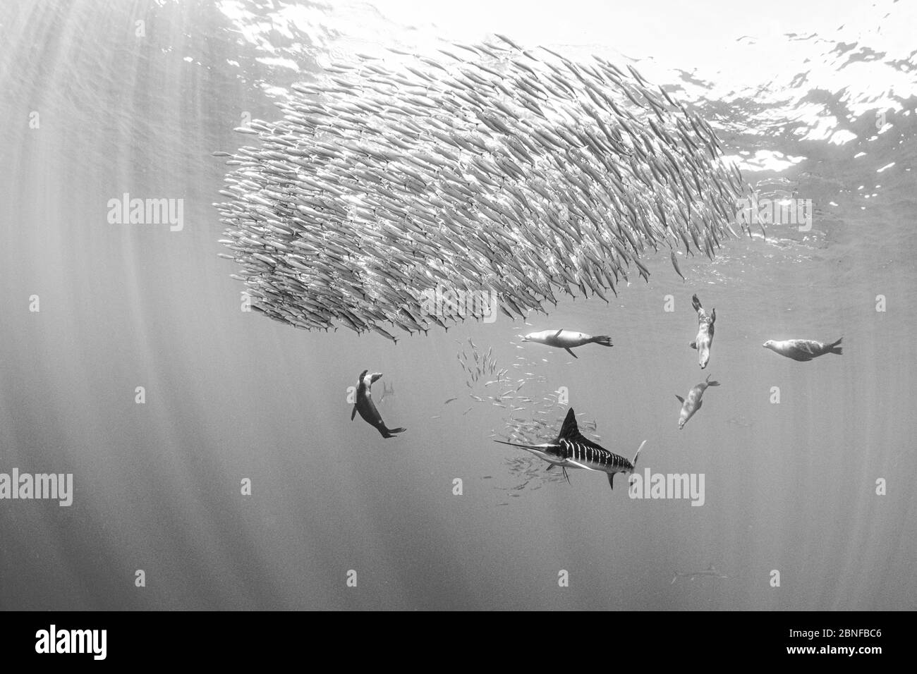 Striped marlin and california sea lions hunting mackerel Stock Photo