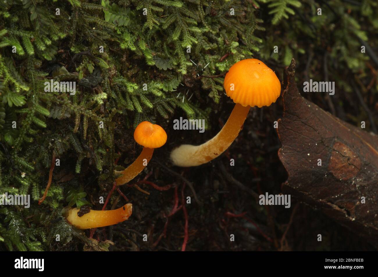 Waxgill fungi Agaricales species Stock Photo
