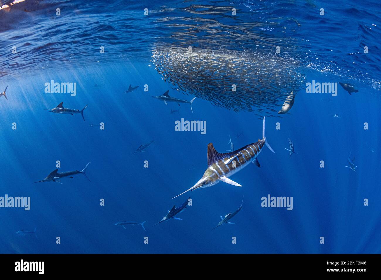 Striped marlin and california sea lions hunting mackerel Stock Photo