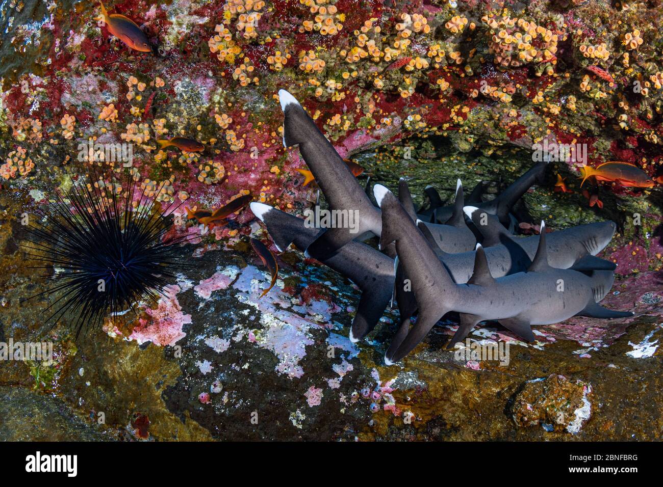 White tip reef sharks resting on a rock Stock Photo