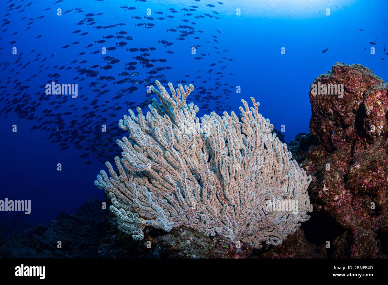 A sea fan and school of fish Stock Photo