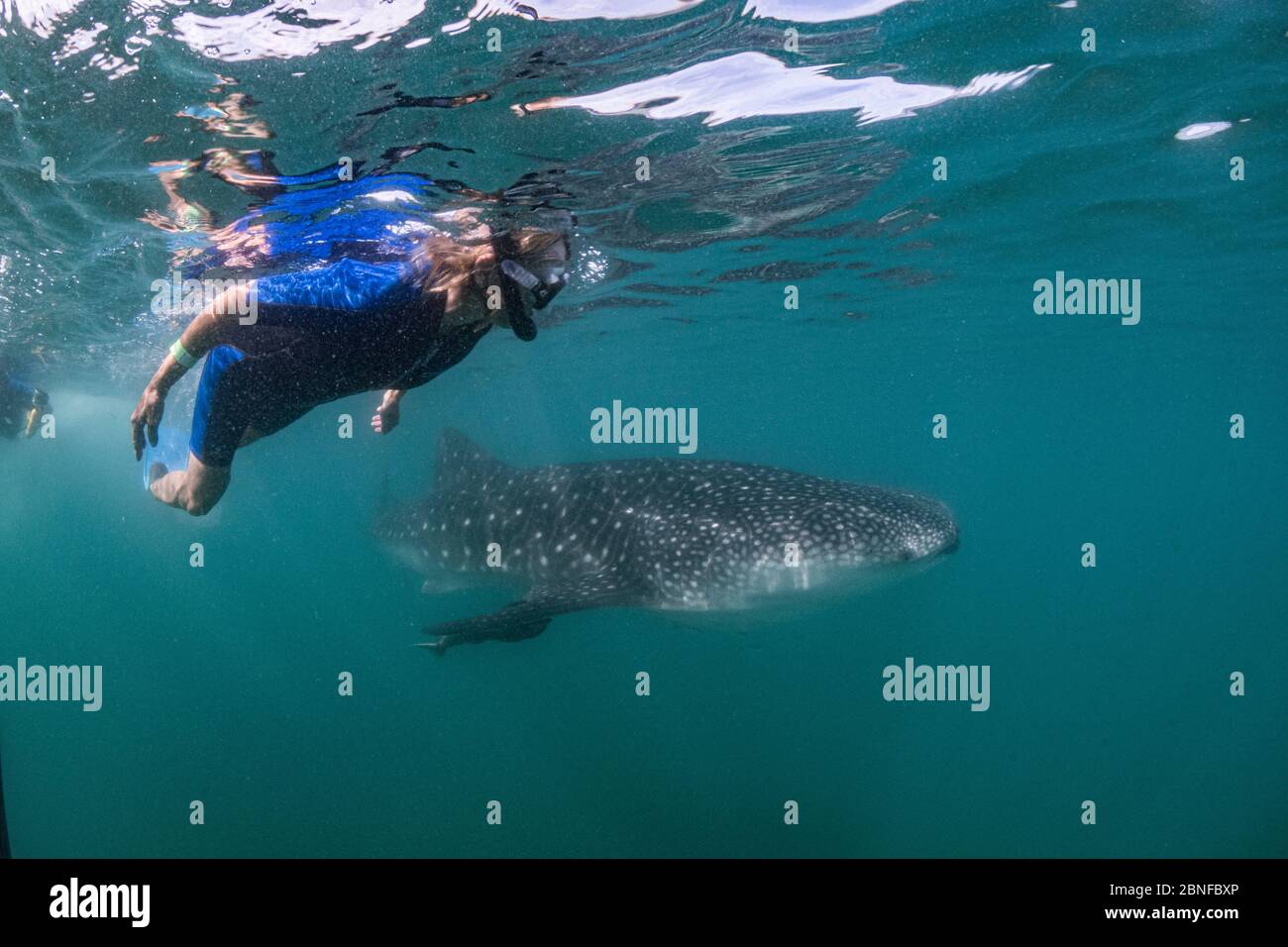 Snorkeler and a whale shark Stock Photo