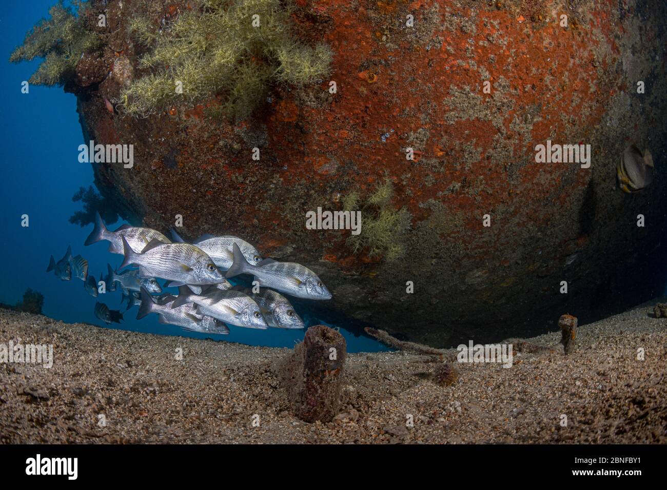 Burrito grunt on a shipwreck Stock Photo