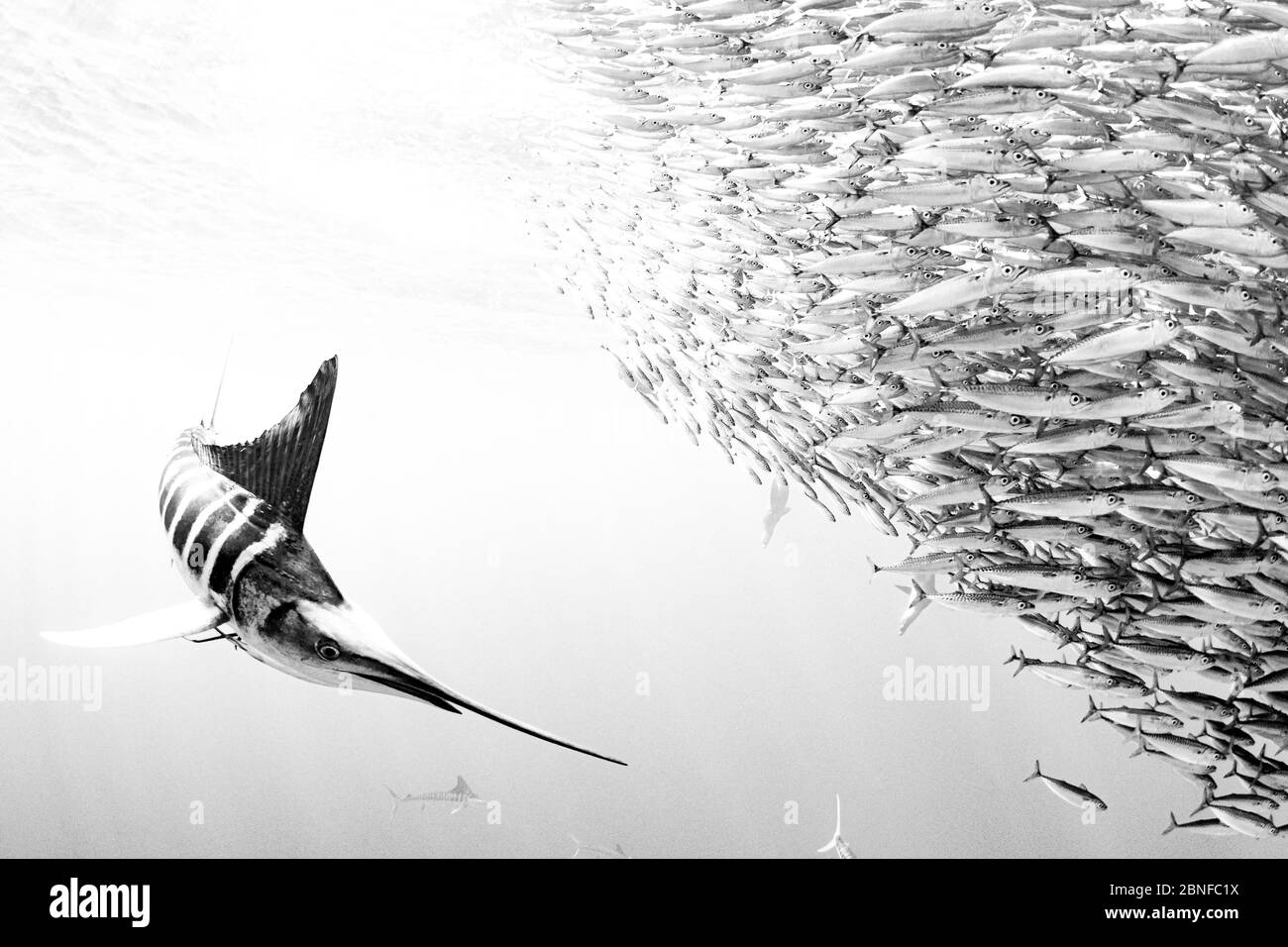 Striped marlin hunting mackerel Stock Photo