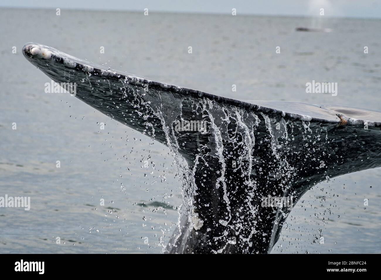 Grey whale in Magdalena Bay Stock Photo