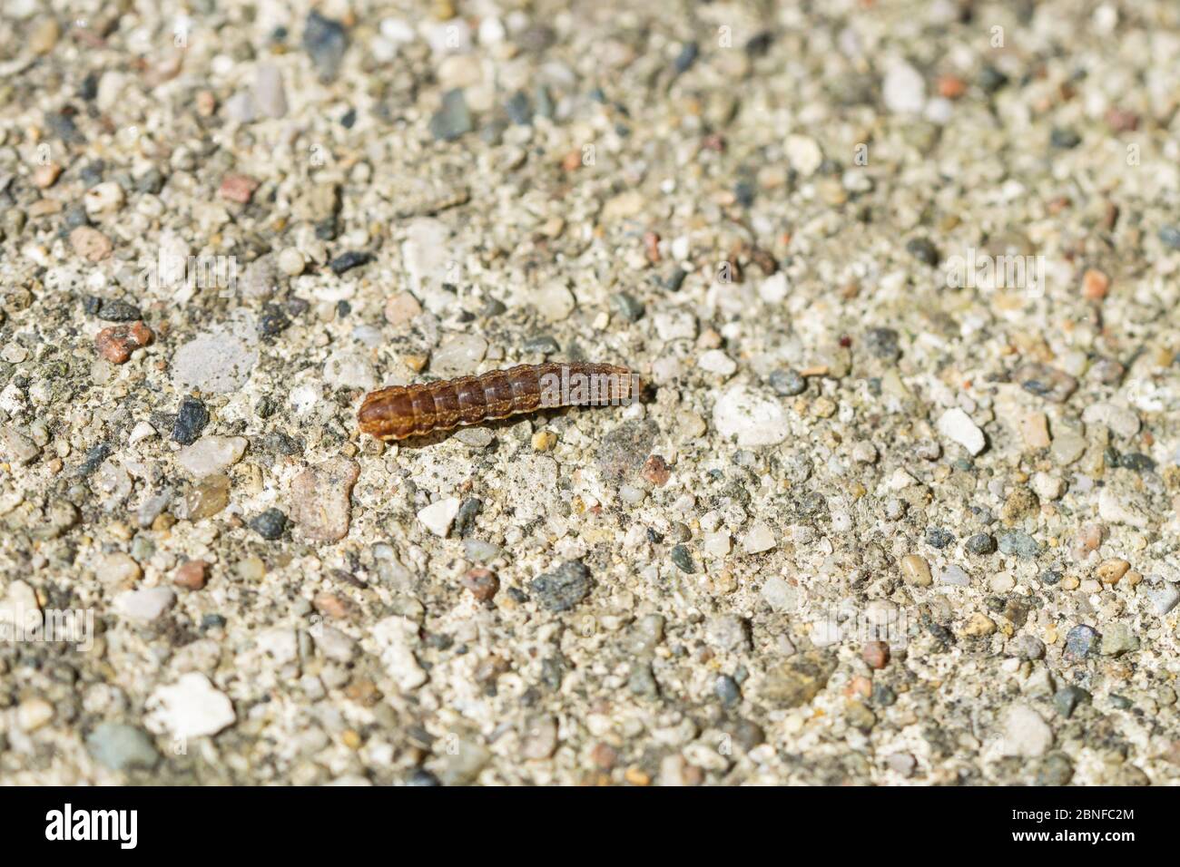 Bicolored Sallow Moth Caterpillar in Springtime Stock Photo