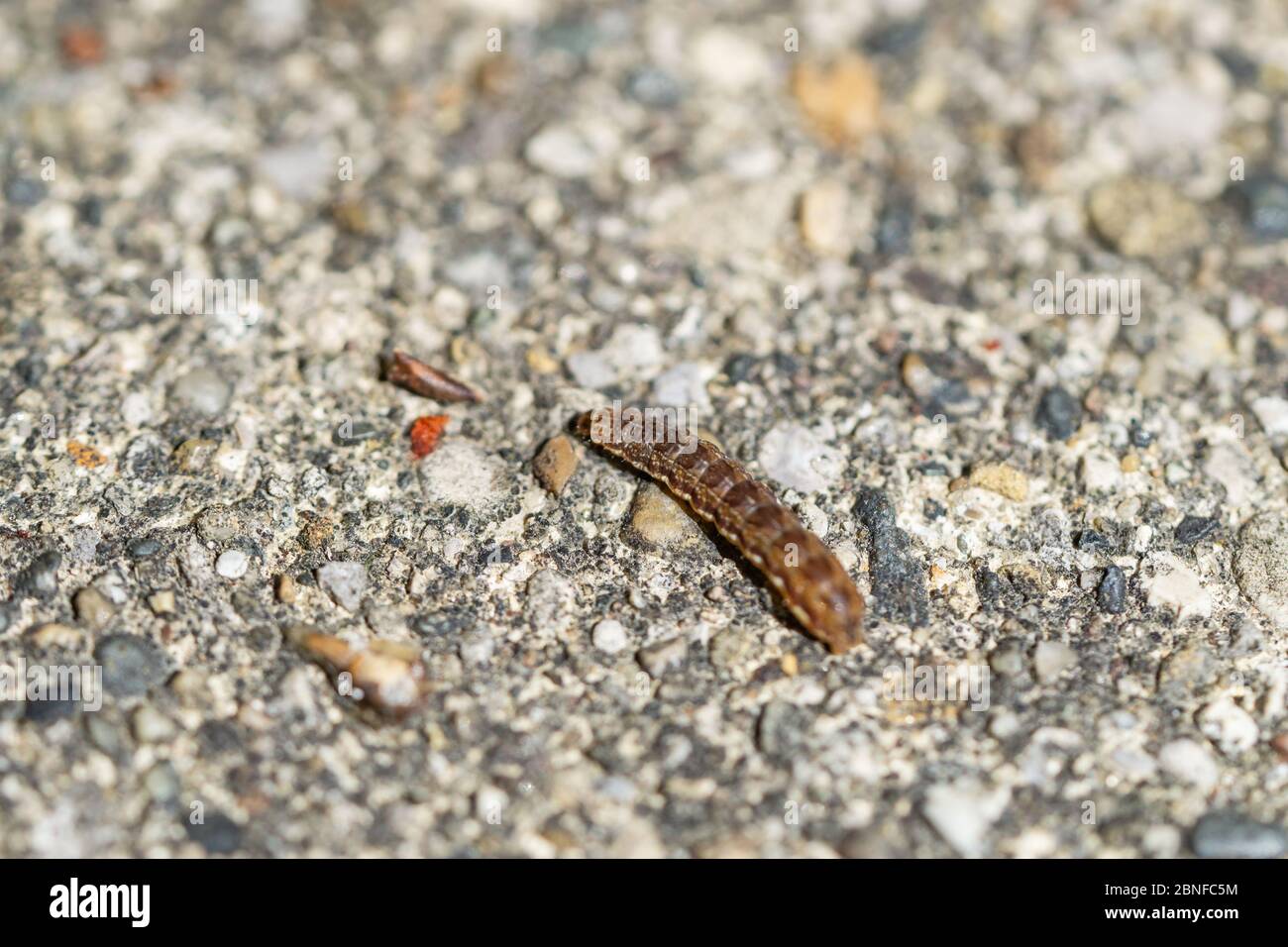 Bicolored Sallow Moth Caterpillar in Springtime Stock Photo