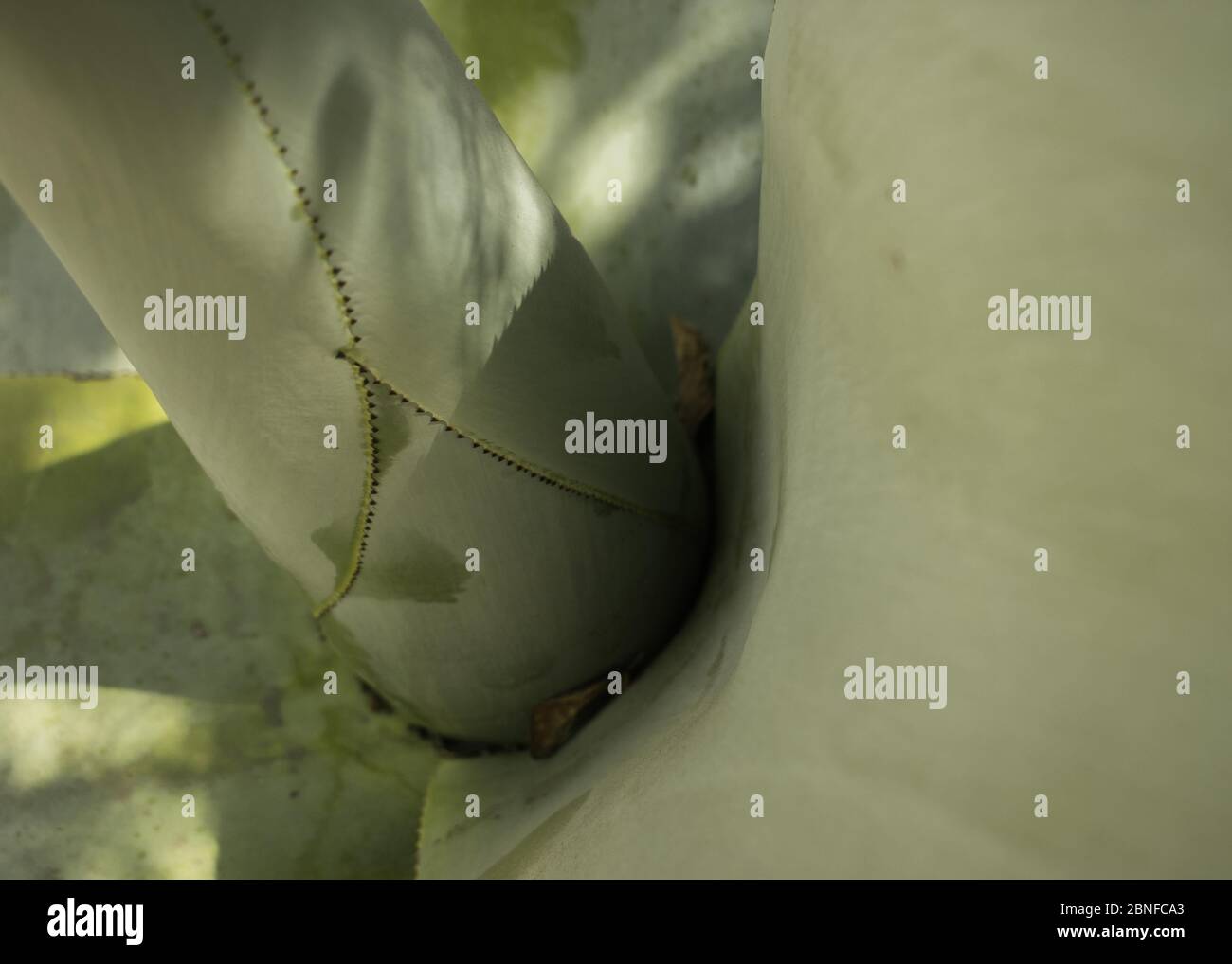 Extreme closeup of a shoot of a succulent plant Stock Photo
