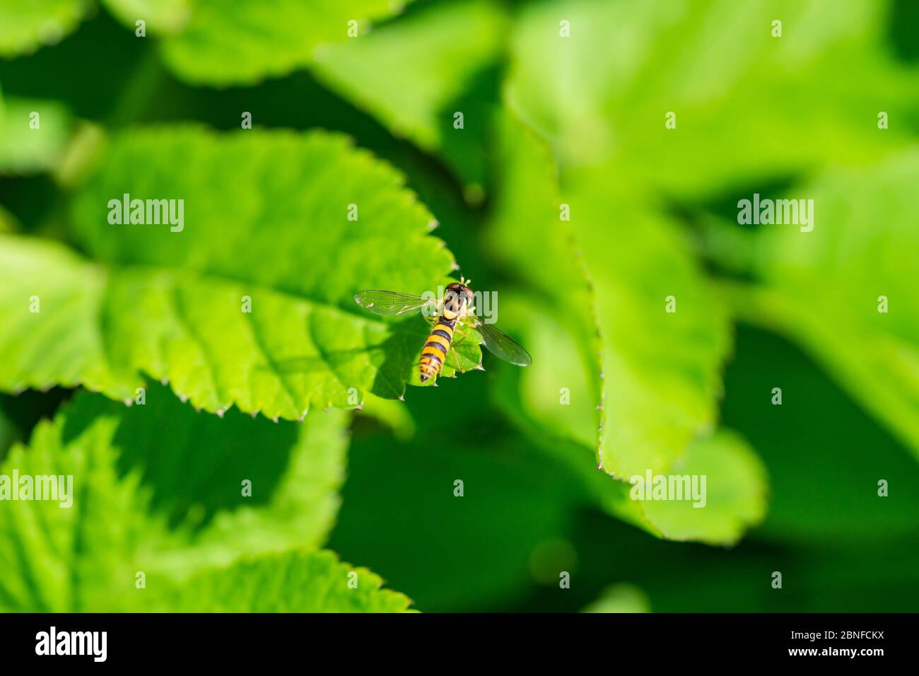 Globetail Hoverfly on Leaf in Springtime Stock Photo