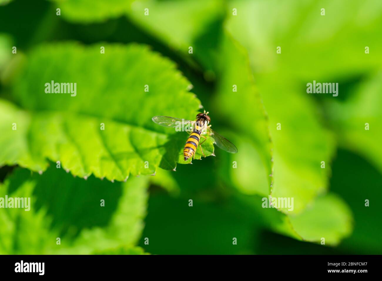 Globetail Hoverfly on Leaf in Springtime Stock Photo