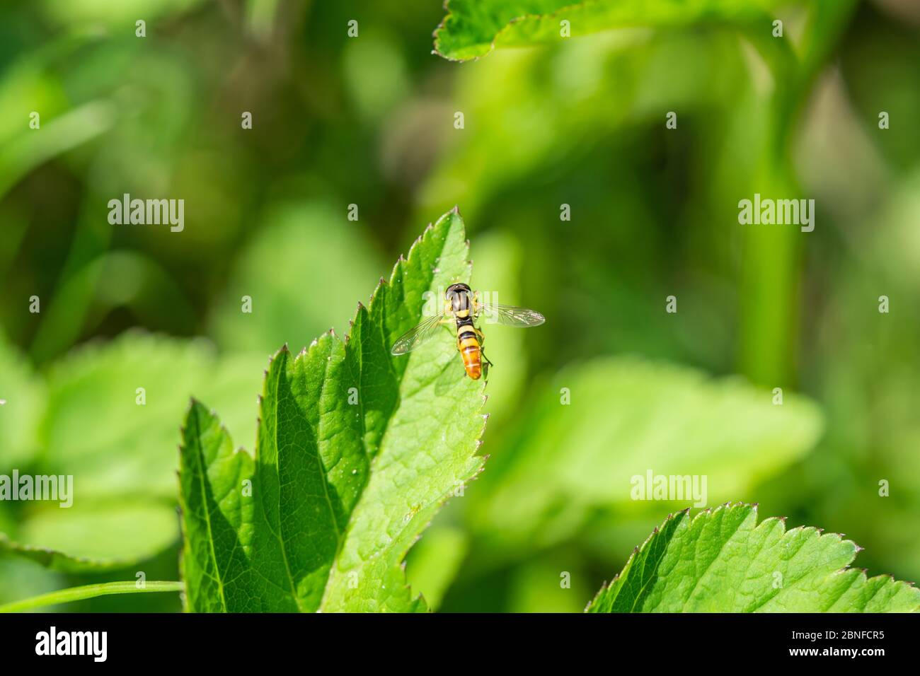 Globetail Hoverfly on Leaf in Springtime Stock Photo