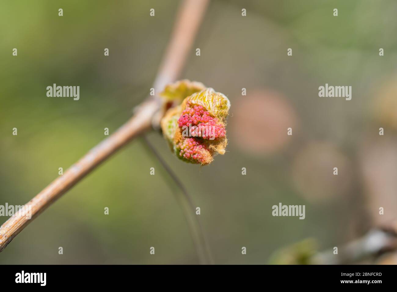 Grape Flower Buds in Springtime Stock Photo Alamy