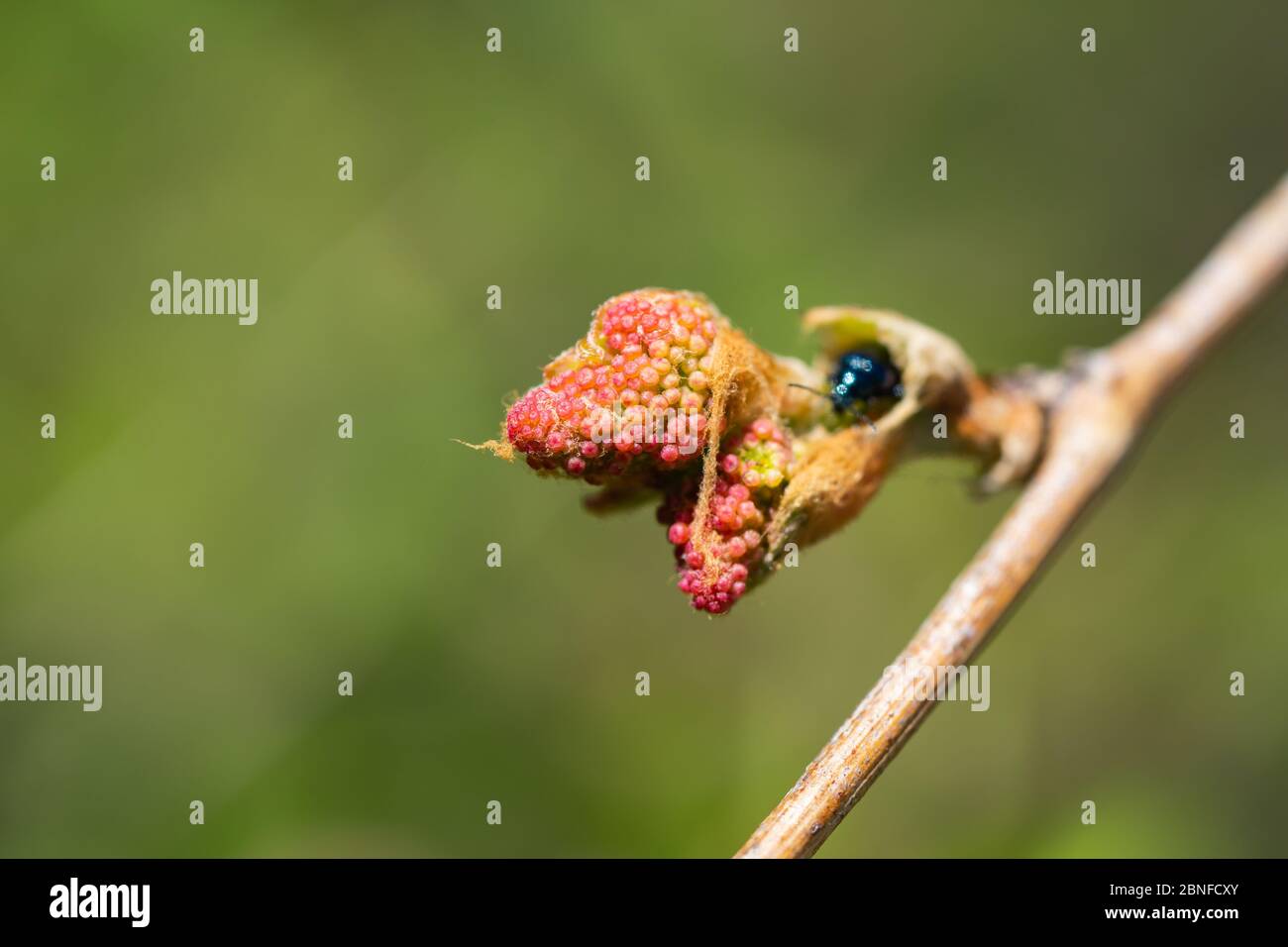 Grape Flower Buds in Springtime Stock Photo Alamy