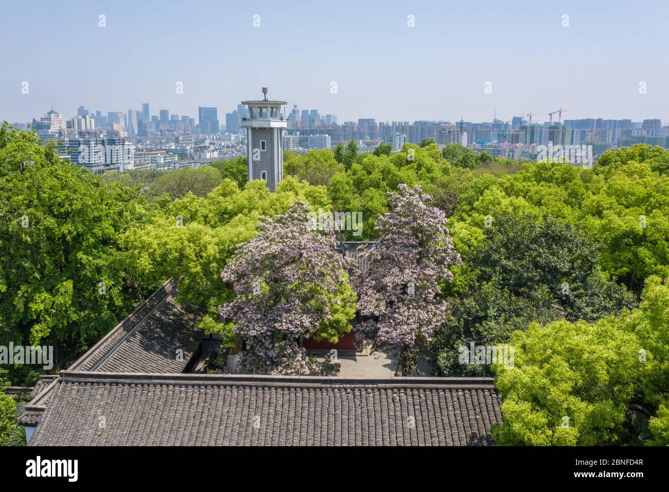 The so-called 'the most beautiful trees' are blooming, with a history of 500 years. These two Manchurian catalpas standing inside Dongyue Temple of Wu Stock Photo
