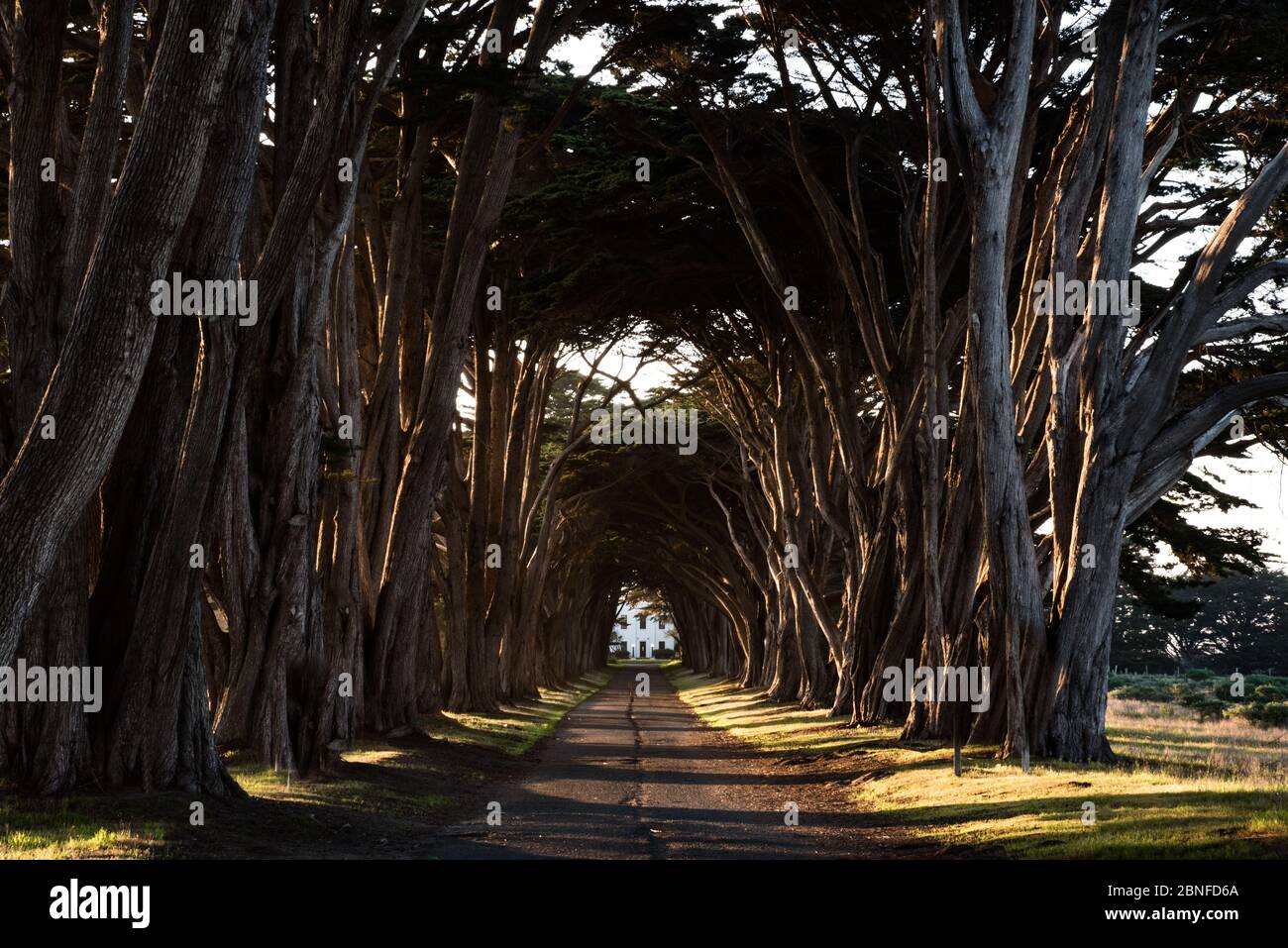 POINT REYES STATION, UNITED STATES - Apr 24, 2020: Tunnel of trees during sunset Stock Photo