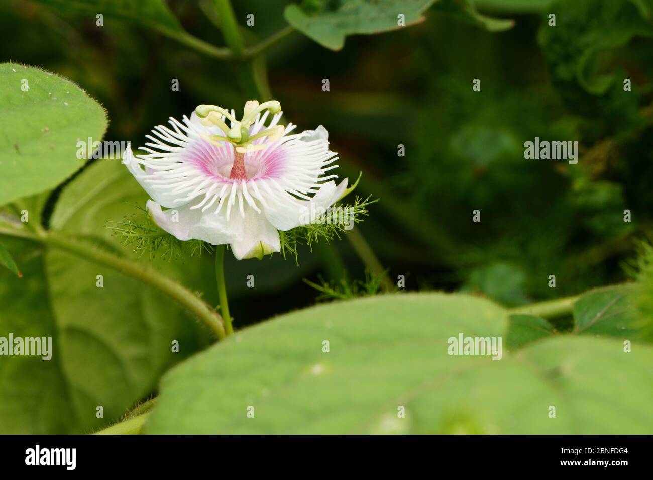 Close up of passiflora foetida flower in the morning Stock Photo