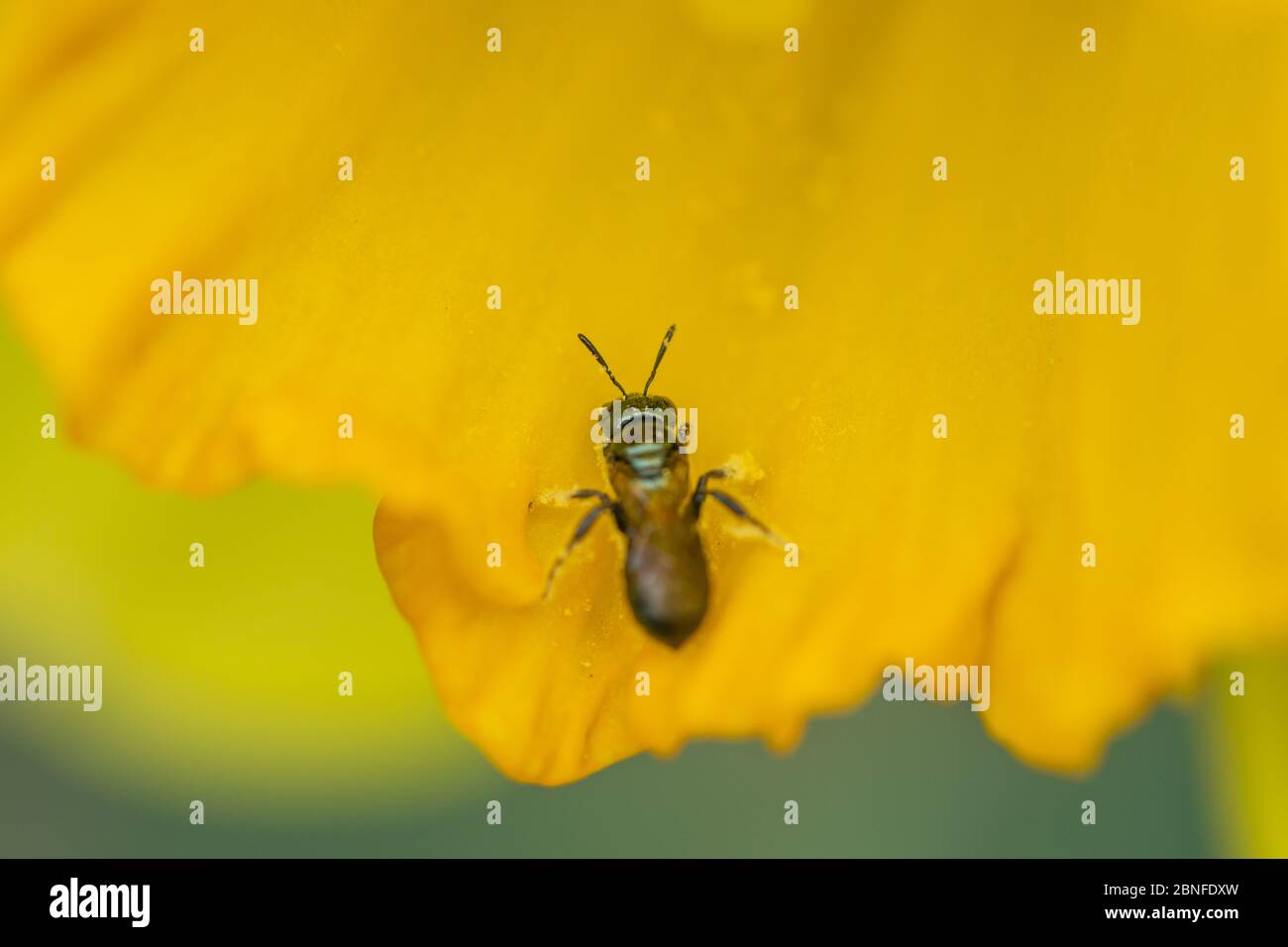 Small Carpenter Bee on Daffodil Flower Stock Photo Alamy