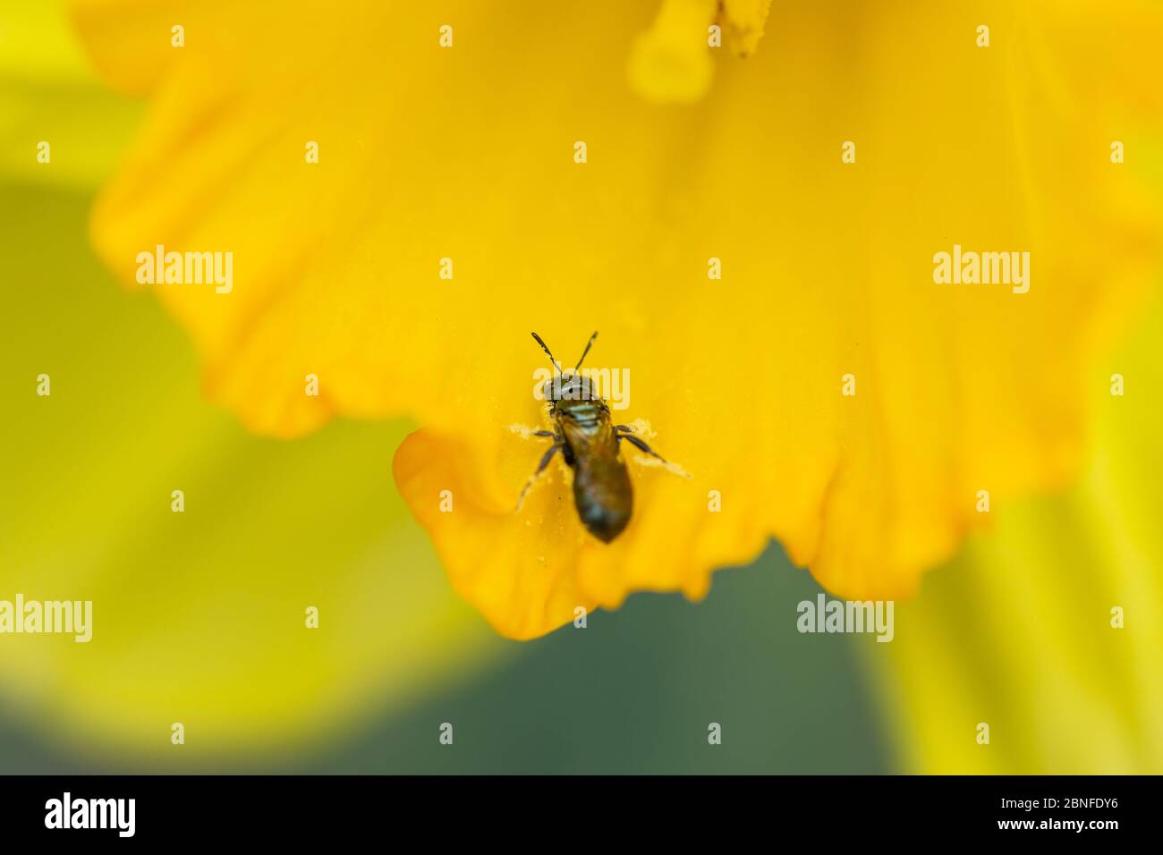 Small Carpenter Bee on Daffodil Flower Stock Photo Alamy