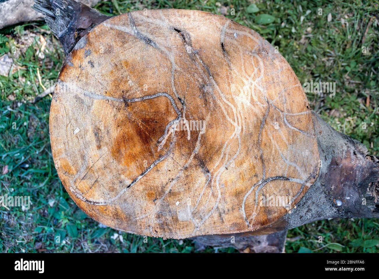 saw cut wood pest damaged wood Woodboring beetle Stock Photo