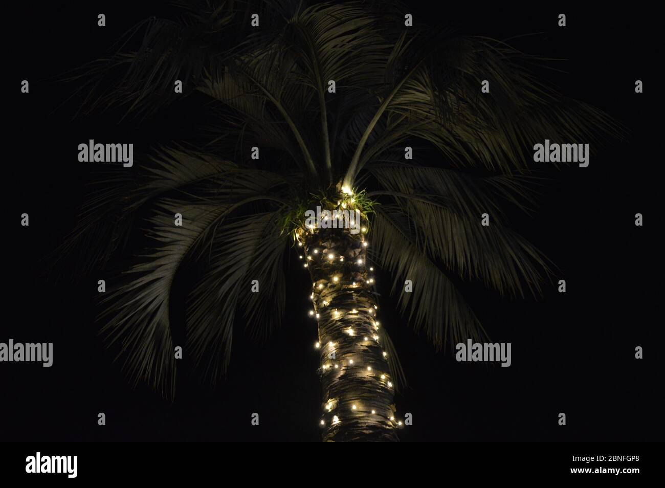 Fairy lights on a palm tree at a light festival - Tauranga New Zealand Stock Photo