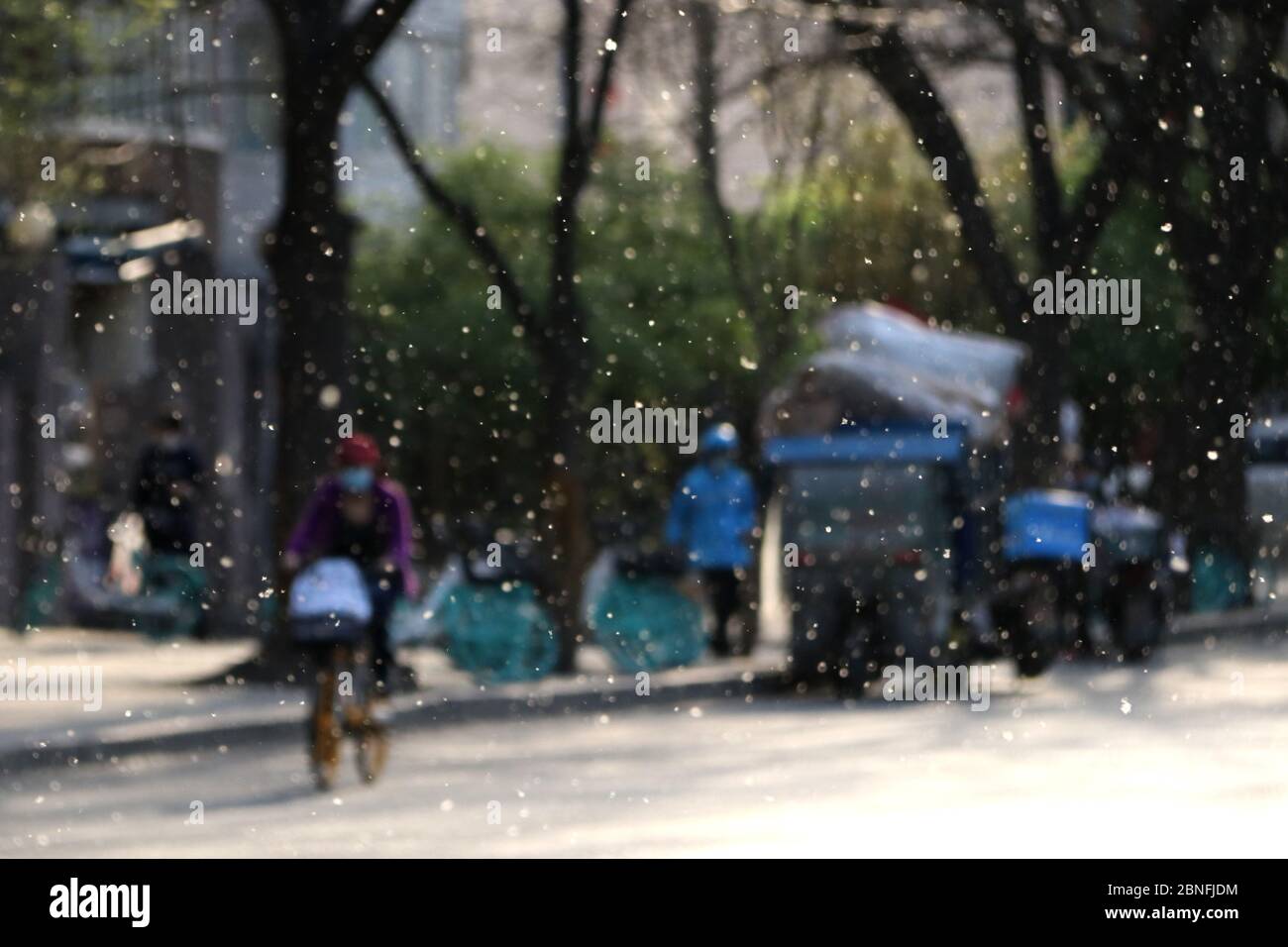 Beijing has about 2 million female poplar and willow trees which produce catkins to spread their seeds every spring, and this year's 'April snow' seas Stock Photo
