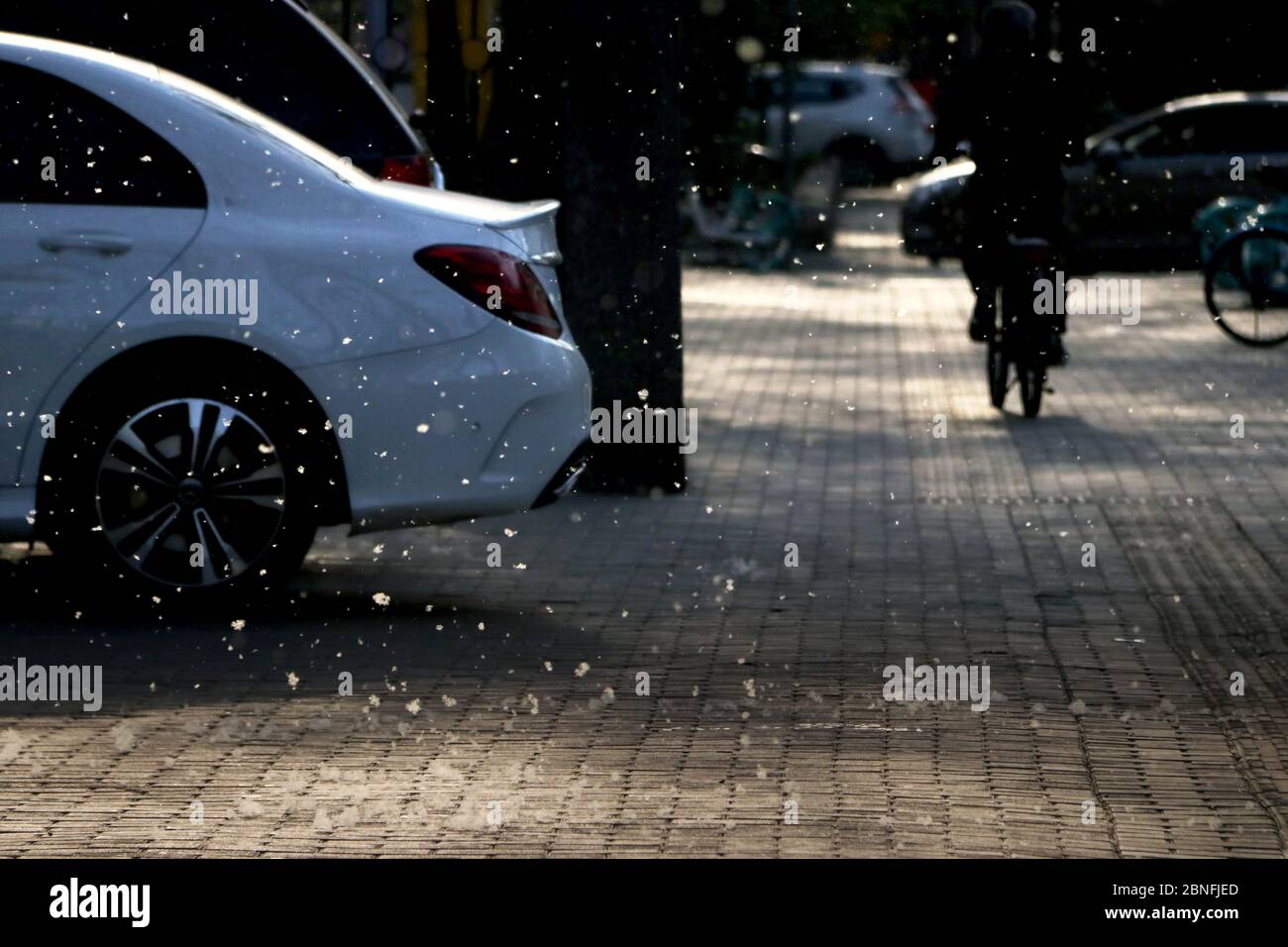 Beijing has about 2 million female poplar and willow trees which produce catkins to spread their seeds every spring, and this year's 'April snow' seas Stock Photo