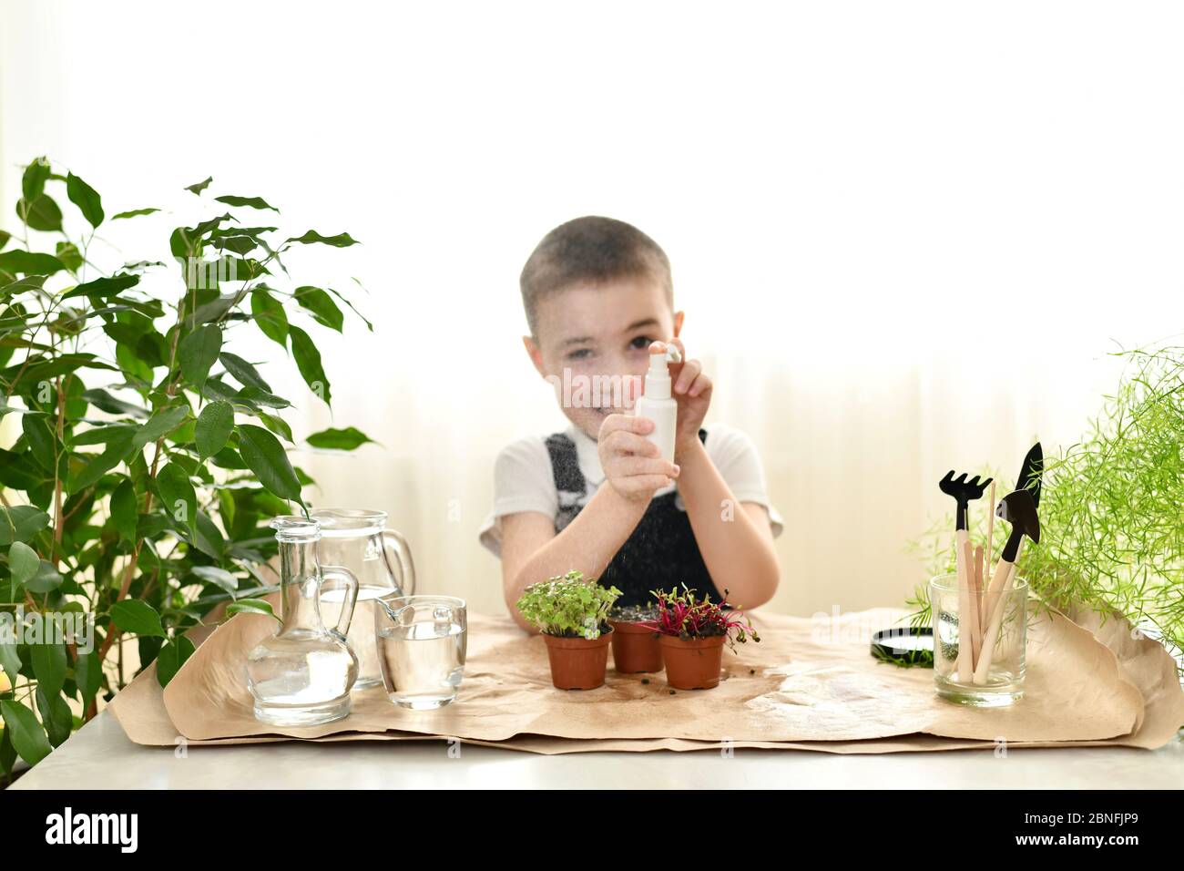 The child cares for sprouted plants in pots. Fun, splashing water in front of him takes aim. Stock Photo