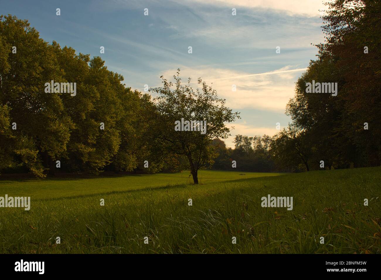 Horizontal view of a tree standing alone on a green ground surrounded ...