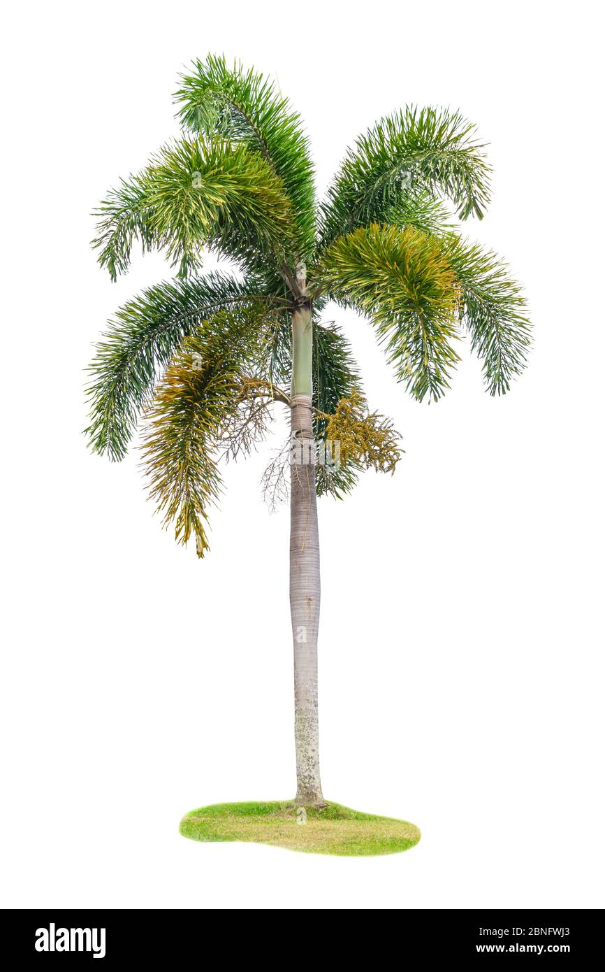 Palm tree Ornamental plants beautiful on white background Stock Photo -  Alamy