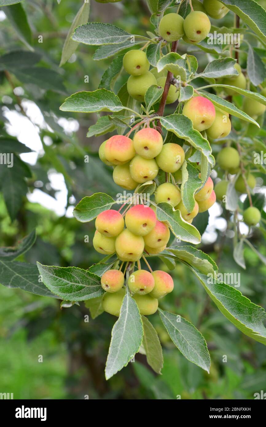 Malus transitoria, the cut-leaf crabapple, is a species of flowering plant in the crabapple genus Malus of the family Rosaceae. Stock Photo