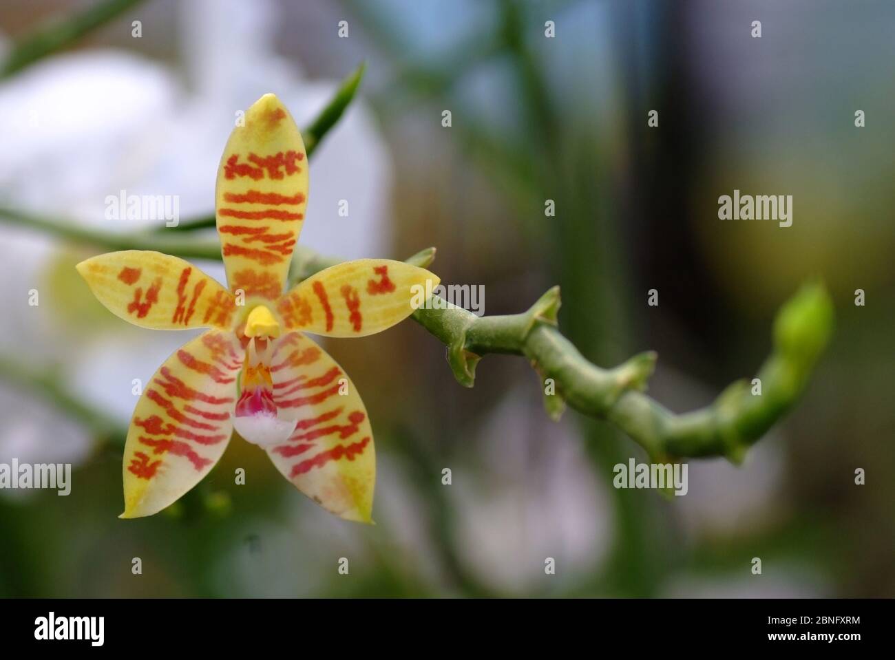 Beautiful orchid Phalaenopsis cornu-cervi on green leaves blur background. note  select focus point with shallow depth of field Stock Photo