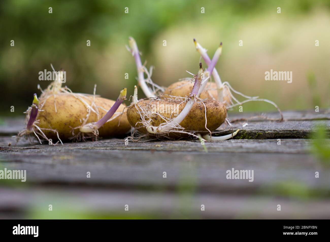 Sprout eyes hi-res stock photography and images - Alamy