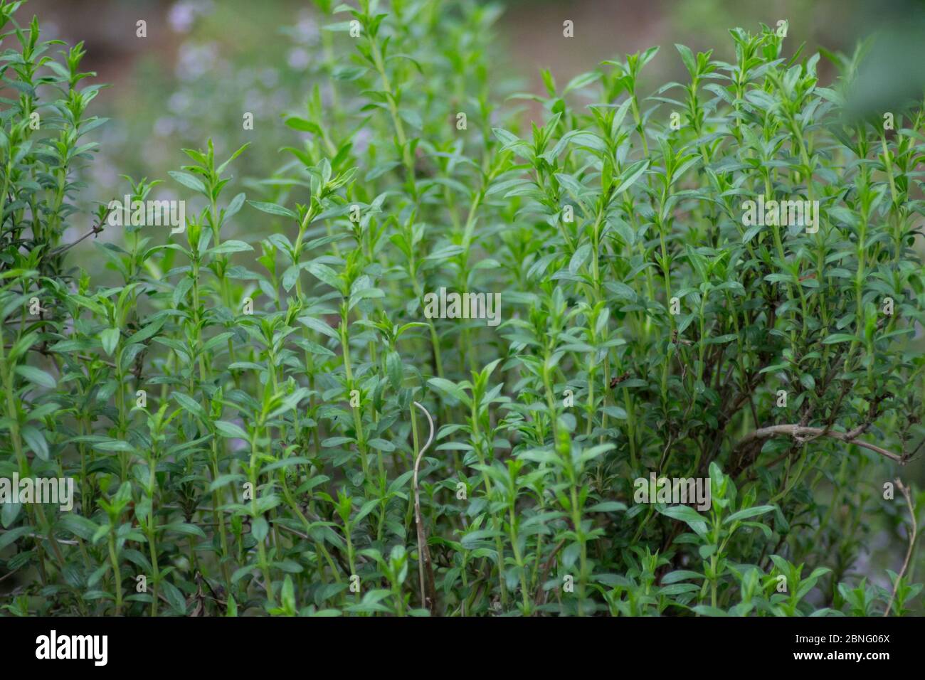 Mountain savory or Satureja montana herb in the garden, green leaves, full frame, edible herbal plant for seasoning Stock Photo