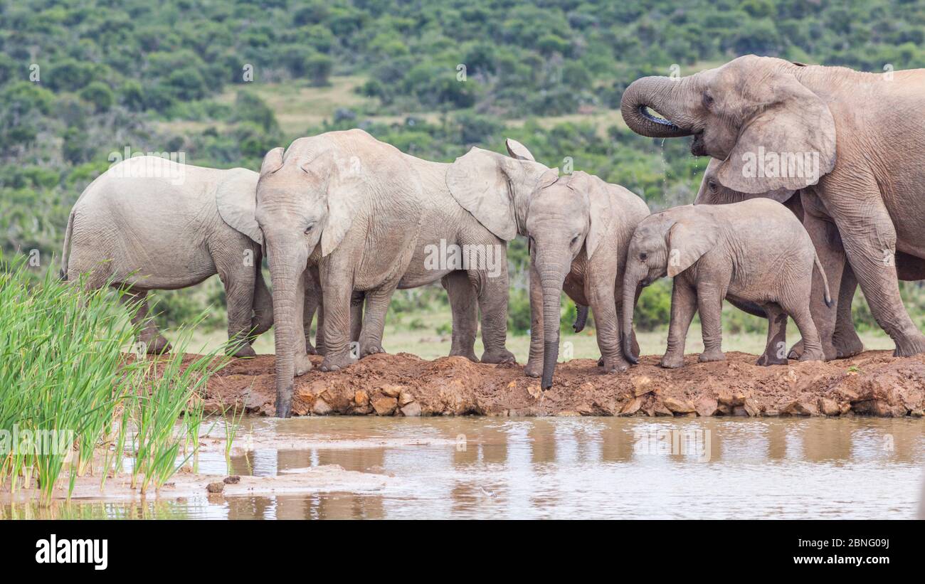 A female and young elephants drinking at Hapoor Dam in Addo Elephant National Park, South Africa. Stock Photo