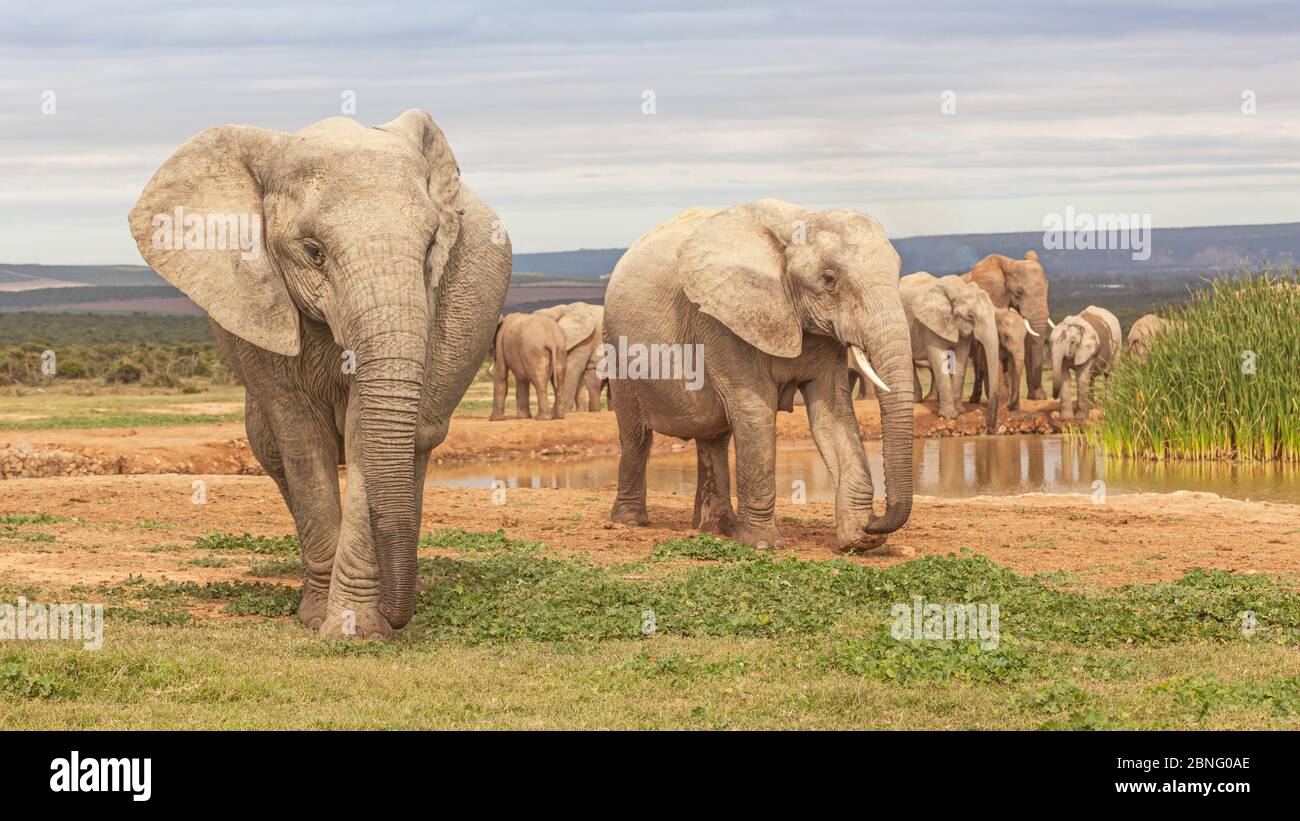 An elephant herd at Hapoor Dam in Addo Elephant National Park in South Africa. Stock Photo